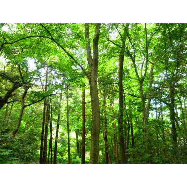 公園　関さんの森（公園）まで865m