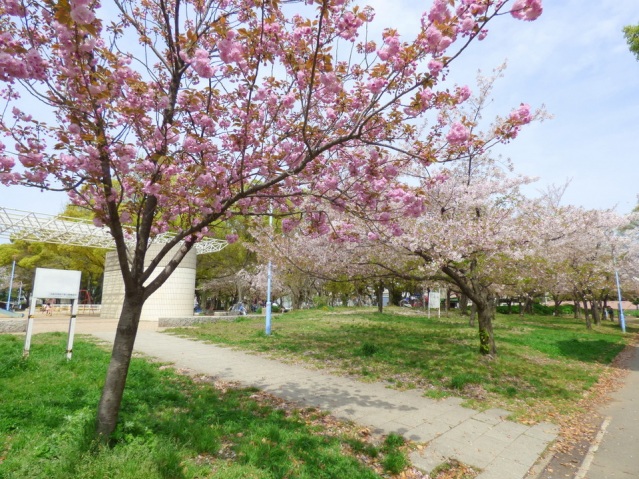 公園　平野白鷺公園（公園）まで32m