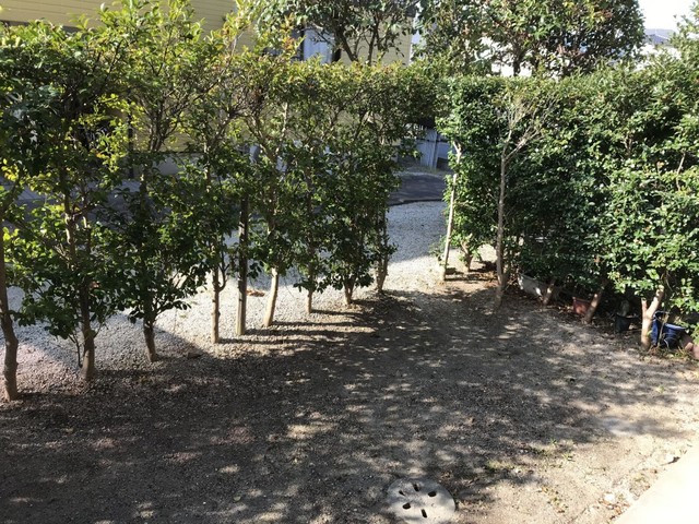 庭
