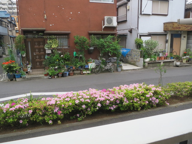 眺望　窓を開けるとお花があるので癒されますね。