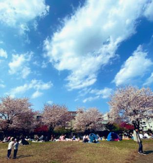 公園　新宿区立富久さくら公園（公園）まで428m