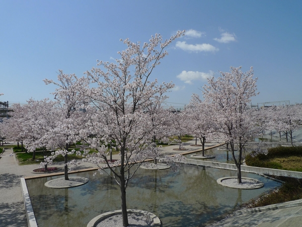 公園　さくら広場（公園）まで179m