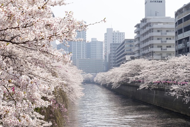 その他　目黒川桜並木（その他）まで5m