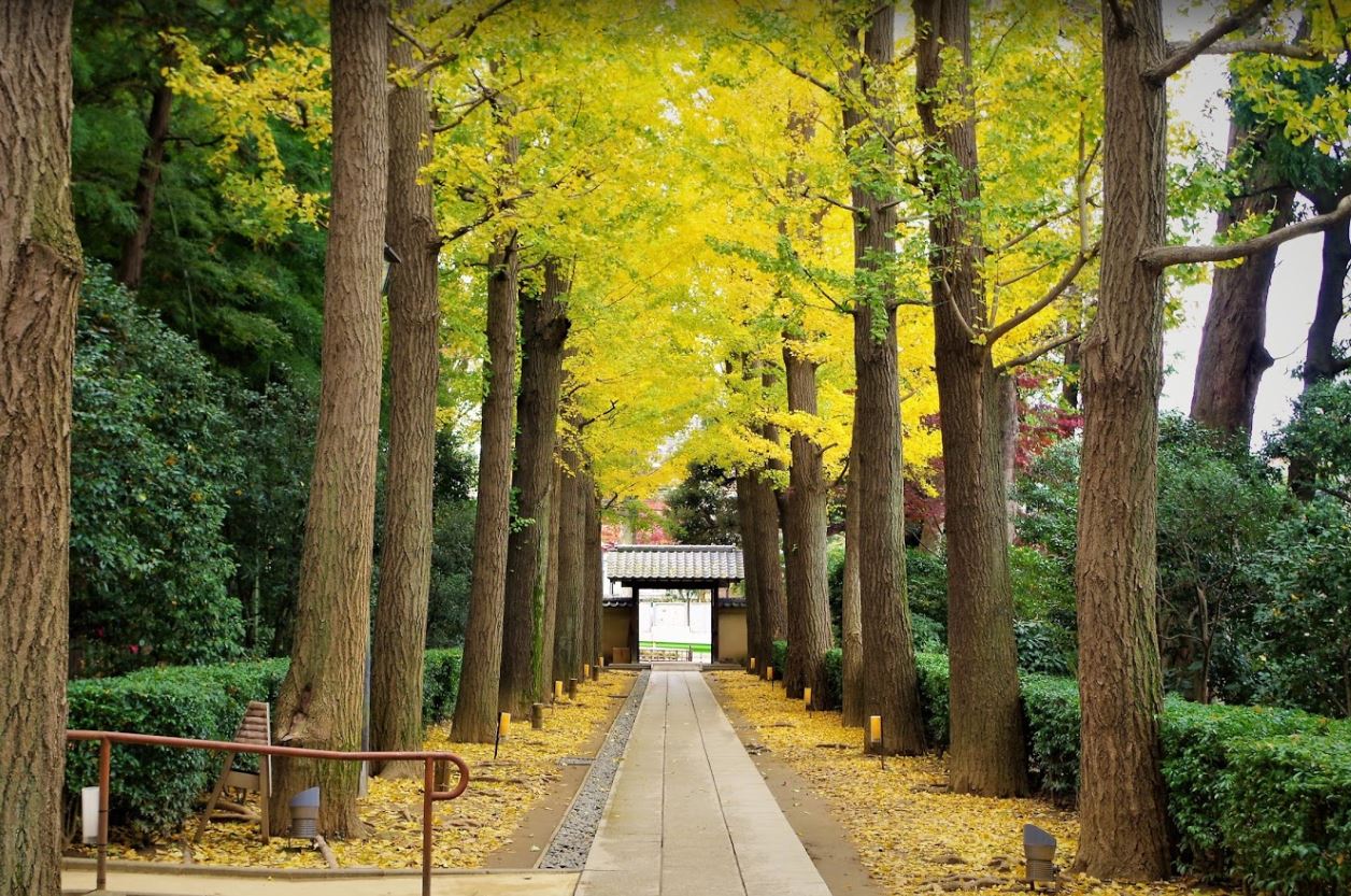 公園　大田黒公園（公園）まで936m