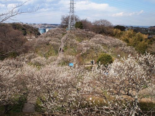 その他　田浦梅の里（その他）まで983m