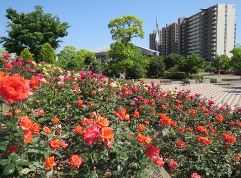 公園　緑町公園（公園）まで300m