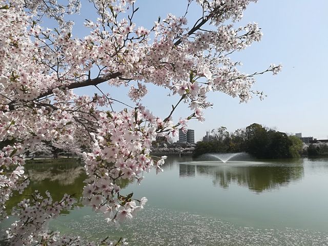 その他　万代池公園（その他）まで516m