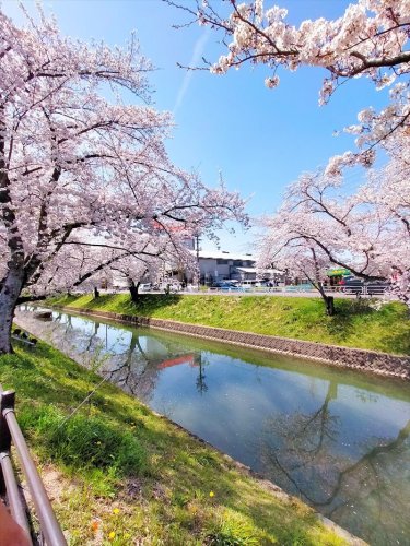 その他　大口町　五条川　桜（その他）まで2373m