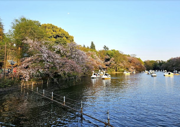 公園　都立井の頭公園（公園）まで2100m