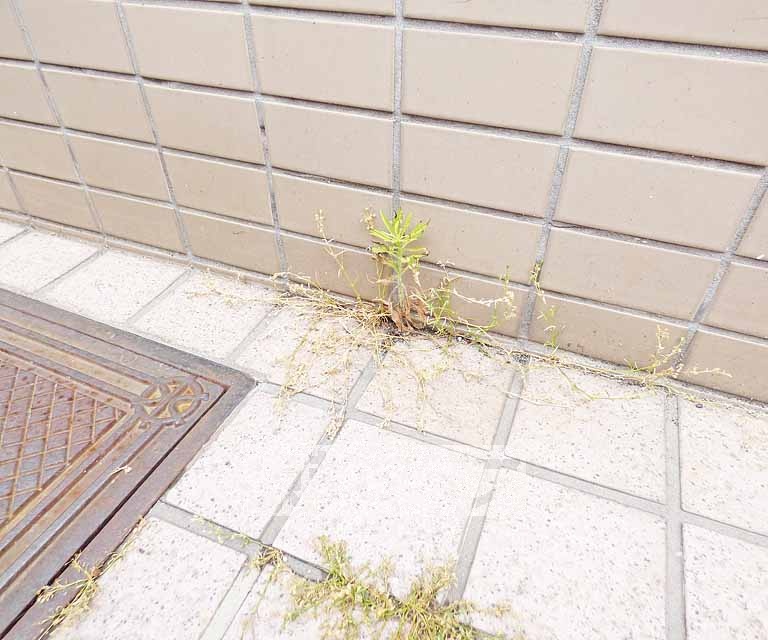 【京都市北区紫野上柏野町のマンションの庭】