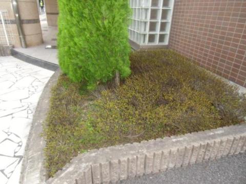 庭　庭（イメージ）