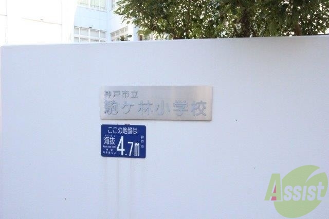 小学校　神戸市立駒ケ林小学校（小学校）まで605m