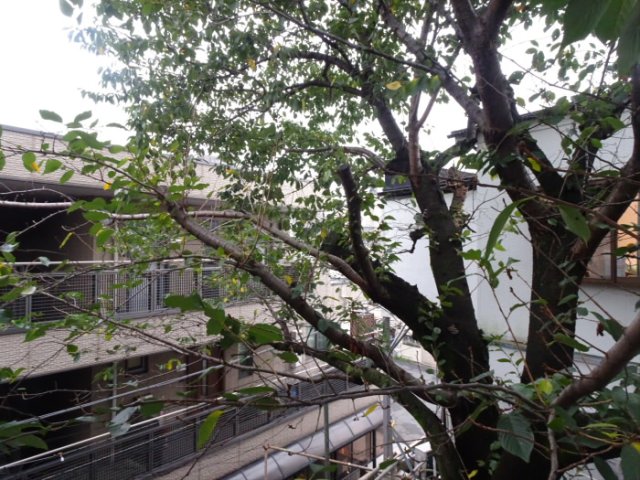 京王線 代田橋駅 徒歩5分 3階建 築64年の内装写真