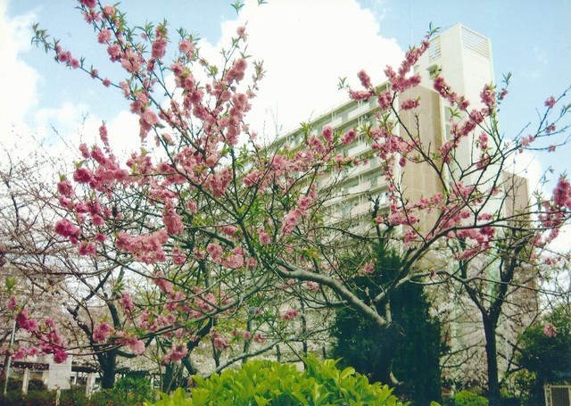 その他共有部分　四季それぞれに色々なお花が咲きます。