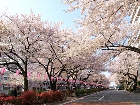 その他　播磨坂さくら並木（その他）まで597m