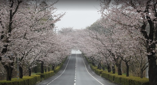 公園　さくらの杜公園（公園）まで453m