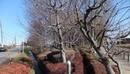 その他　野火止用水史跡公園（その他）まで450m