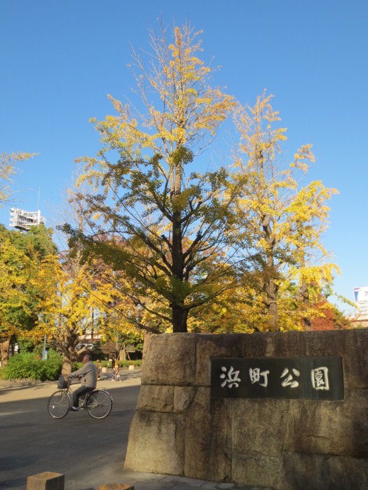 公園　浜町公園（公園）まで500m