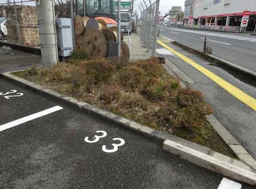 庭