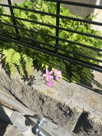 若木2丁目戸建のその他写真