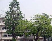 小学校　文京区立誠之小学校（小学校）まで608m