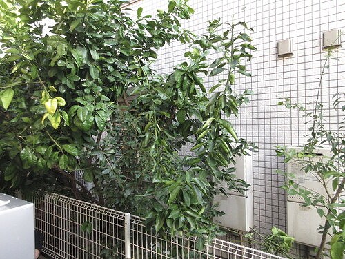 その他　バルコニーからの眺望　※2024年3月撮影