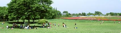 公園　小金井公園（公園）まで583m
