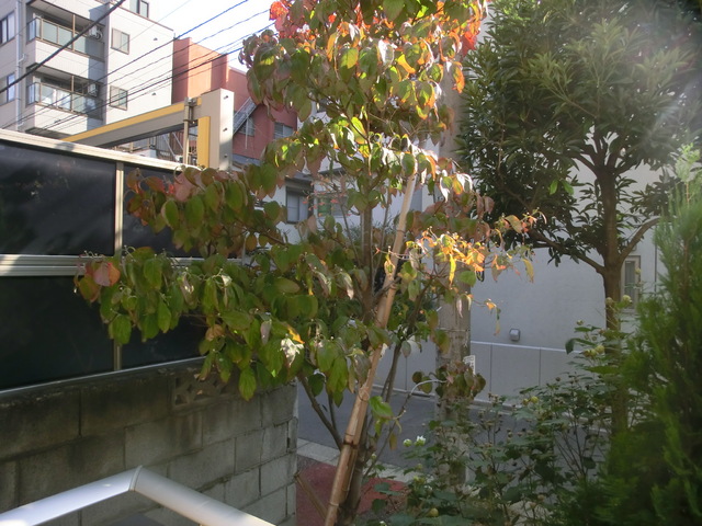 眺望　バルコニーからの景色です