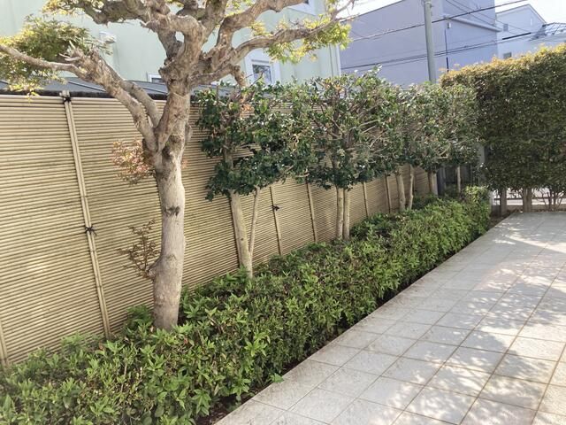 庭