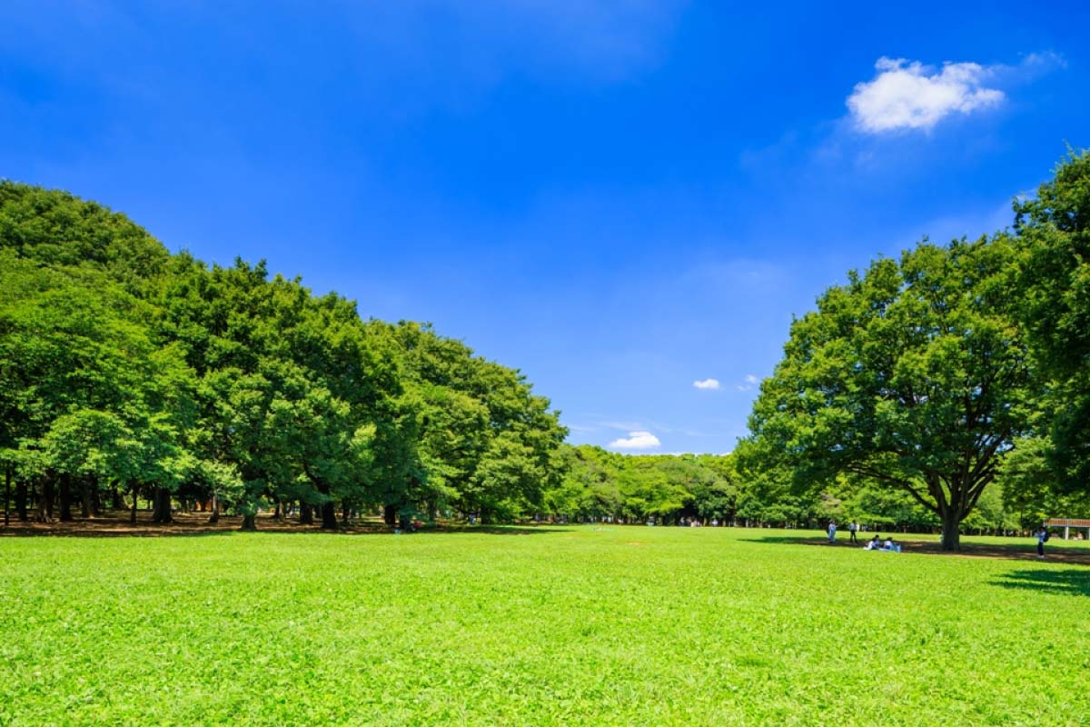 公園　東京都立代々木公園（公園）まで883m