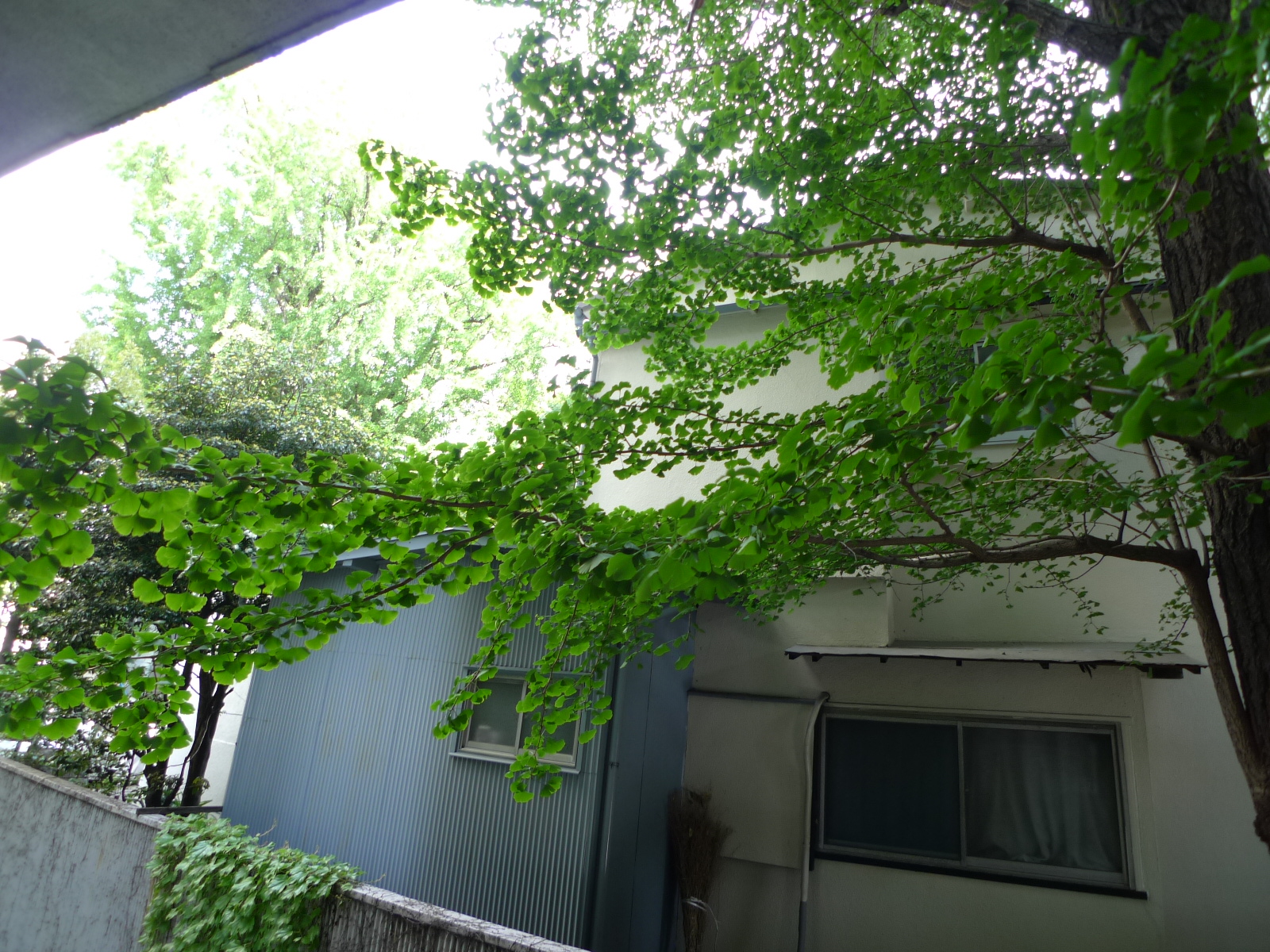 東京メトロ有楽町線 護国寺駅 徒歩3分 5階建 築61年のその他写真