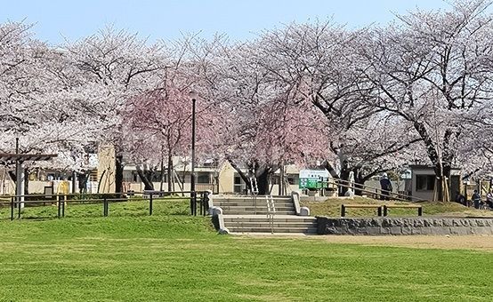 公園　花畑公園（公園）まで1000m