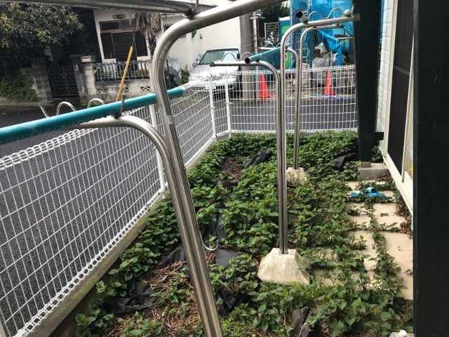 庭