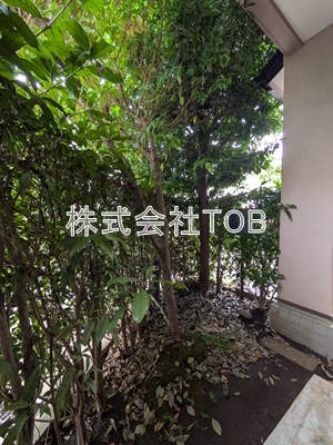庭