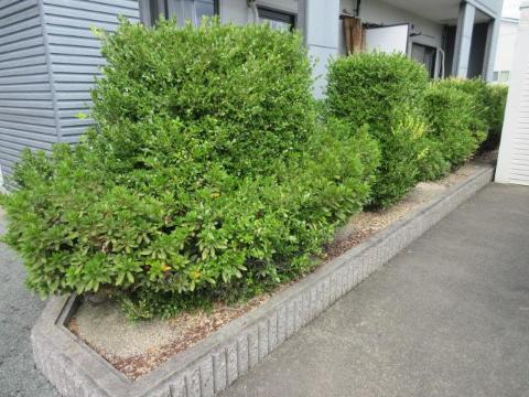 庭　中庭（イメージ）