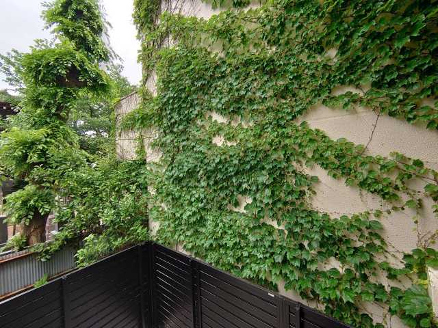 眺望　Bark Lane 早稲田II