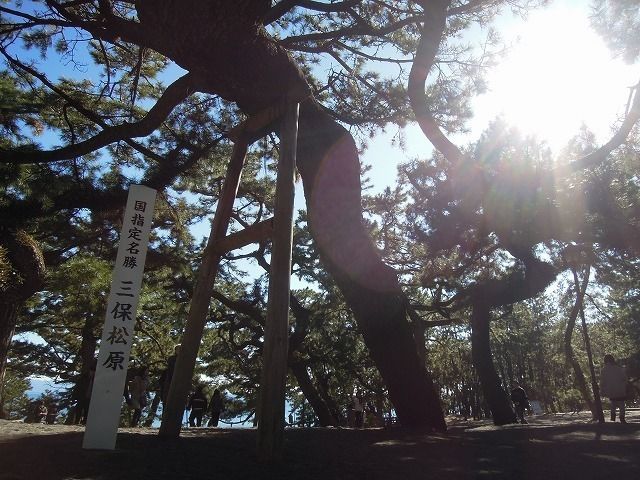 その他　三保の松原（その他）まで1200m