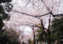 公園　玉川上水旧水路 笹塚緑道（公園）まで527m