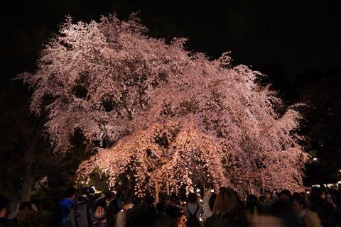その他　六義園のしだれ桜（その他）まで569m