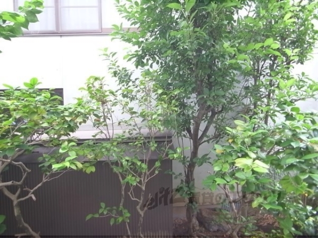 眺望　植栽があります