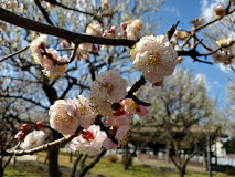 公園　大谷田公園（公園）まで212m
