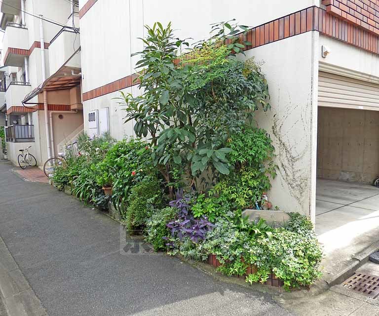 庭