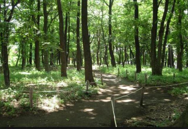 公園　金森山市民の森（公園）まで1089m