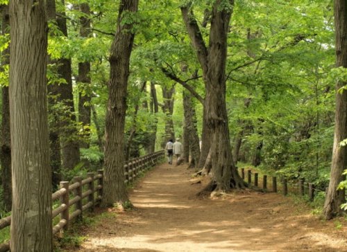 公園　玉川上水緑道（公園）まで497m