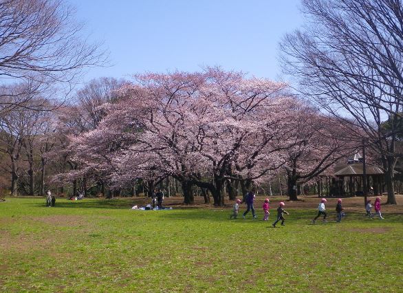 公園　代々木公園（公園）まで1163m