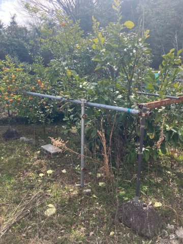 庭　果樹があります