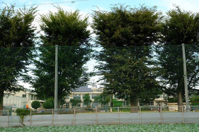 小学校　市立小平第十三小学校（小学校）まで300m