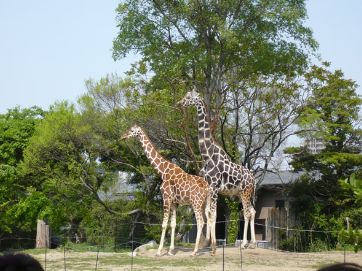 その他　天王寺動物園（その他）まで1229m