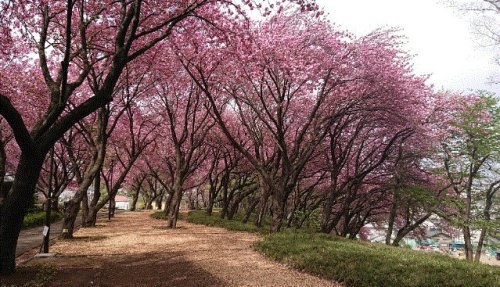 公園　菊名桜山公園（公園）まで390m