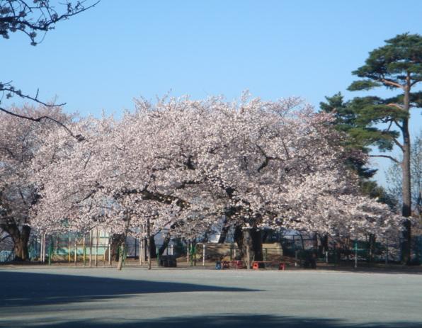 小学校　世田谷区立砧小学校（小学校）まで677m
